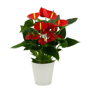 Plantas