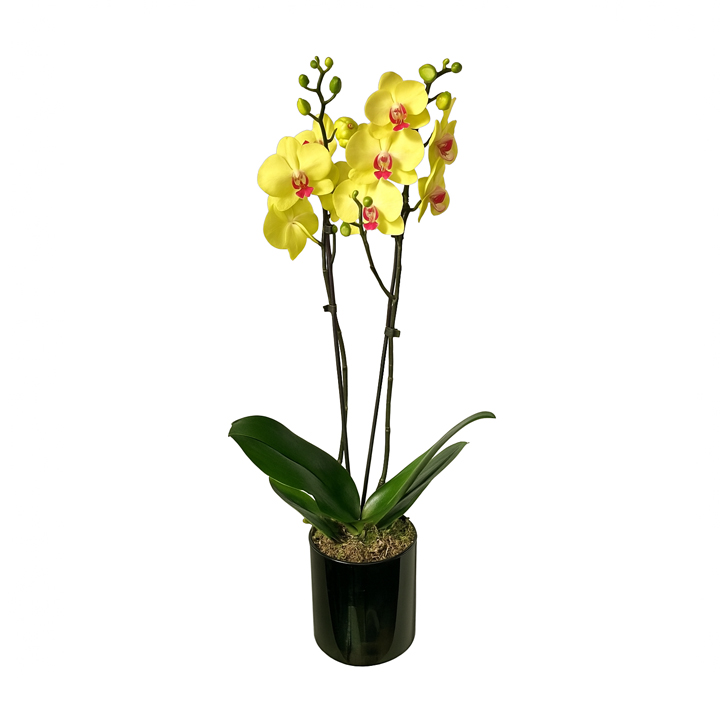 Orquídea Amarela em Vaso
